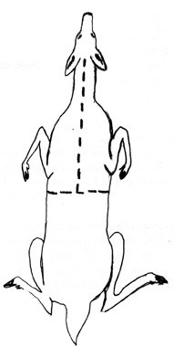 teuvon ohje